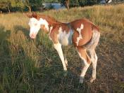 Pouliche Paint Horse 