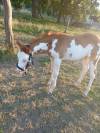 Pouliche Paint Horse 