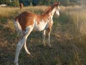 Pouliche Paint Horse 