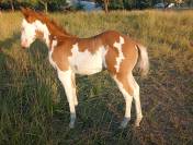 Pouliche Paint Horse 