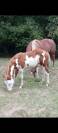 Pouliche Paint Horse 