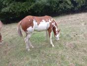 Pouliche Paint Horse 