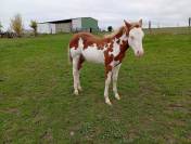 Pouliche Paint Horse 