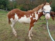 Pouliche Paint Horse 