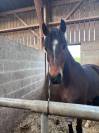 Poney français de selle Pfs