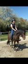 Poney français de selle Pfs