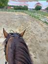 Poney français de selle Pfs