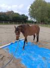 Poney français de selle Pfs