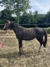 Ponette 2 ans