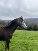 Ponette 2 ans