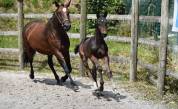 Foal né le 03/06/2025
