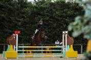 Hongre SBS, 5 ans 