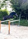 Connemara Part Bred 