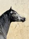 Connemara Part Bred 