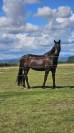 Jument cso Amateur 