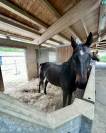 Stables Manager - Az. Agricola Alterreno - Toscana