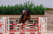 Jolie jument de sport de 6 ans 