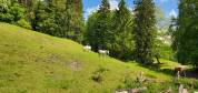 Pension chevaux - Ferme sur le Rang - Goumois (Suisse)