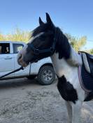 Poney d’1m35