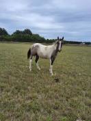 Poulain paint horse