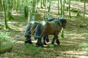 Trait ardennais entier à vendre