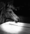 Foal Selle français Joker d'Euskadi mère iso 137