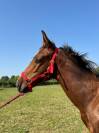 Foal Selle français Joker d'Euskadi mère iso 137