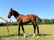 Foal Selle français Joker d'Euskadi mère iso 137