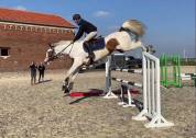 Guest Star du Valya - Selle Français 2016