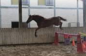 Jument pur sang 4 ans 