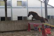 Jument pur sang 4 ans 