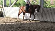 Jument pur sang 4 ans 