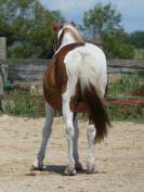 Poney Pie Geronimo