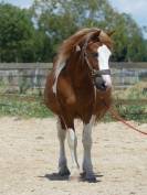 Poney Pie Geronimo