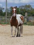 Poney Pie Nemo