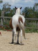 Poney Pie Nemo