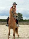 Petit jument taille D