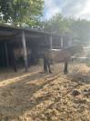 Poney ONC 7 ans 