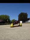 Poney haut niveau cso