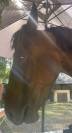 Poney haut niveau cso