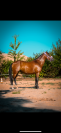 Ponette C 