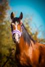 Ponette C 