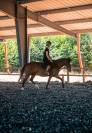 Ponette C 