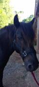 Poney C pour le loisir