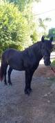 Poney C pour le loisir