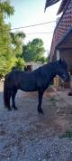 Poney C pour le loisir