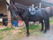 Poney C pour le loisir