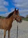 A VENDRE, ponette PFS de 11 ans, 148cm