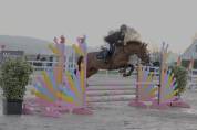 A VENDRE, ponette PFS de 11 ans, 148cm