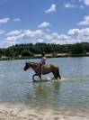 A VENDRE, ponette PFS de 11 ans, 148cm